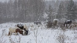 Дым трубой, валенки и конфеты: как селяне Челябинской области переживают 30‑градусные морозы