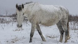 Дым трубой, валенки и конфеты: как селяне Челябинской области переживают 30‑градусные морозы
