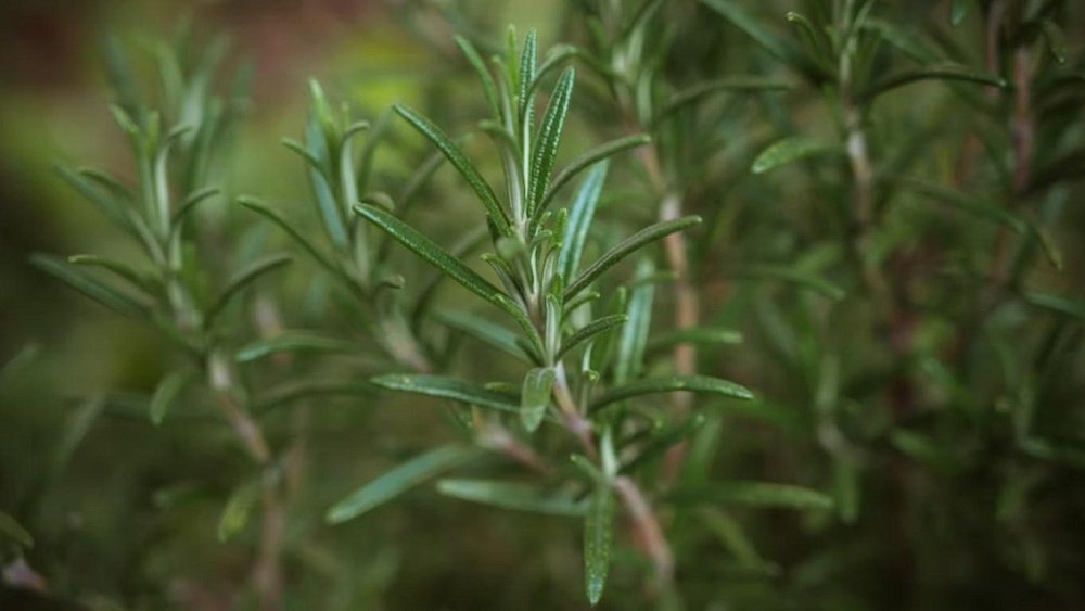 От тревоги и бессонницы помогает розмарин