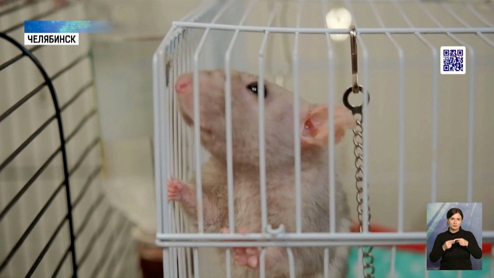 В мире отмечают День домашних животных