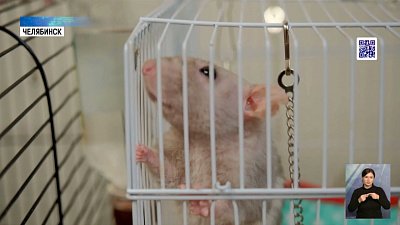 В мире отмечают День домашних животных