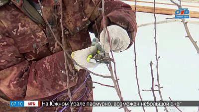 Последние хлопоты садоводов в ноябре в рубрике «Руки садовода»