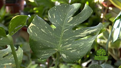 Зеленая передача 01.12.2022