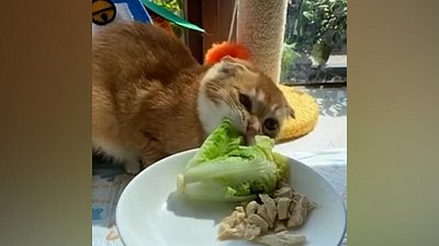 Мех и смех: танцующий кот, эпичное падение и диета