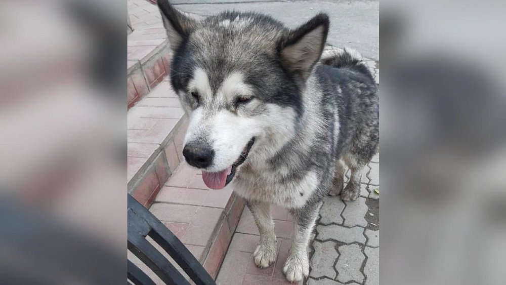 В Челябинской области потерявшийся пес 3 месяца путешествовал на автобусе между селами