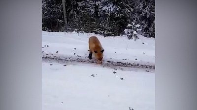 В Златоусте лисицу накормили блинами