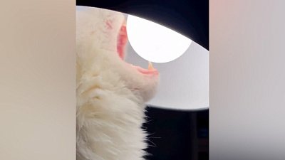 Мех и смех: висит груша, коварное стекло и жестокий будильник