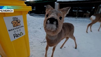 Приют «Спаси меня» в Челябинске начал принимать электронное вторсырье