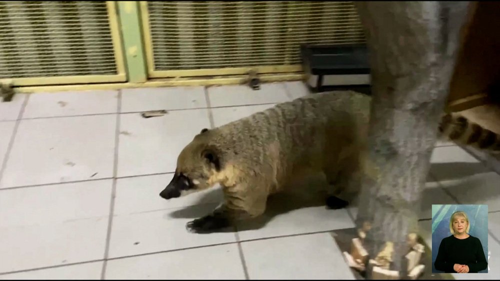 Носухи вернулись в свой старый дом