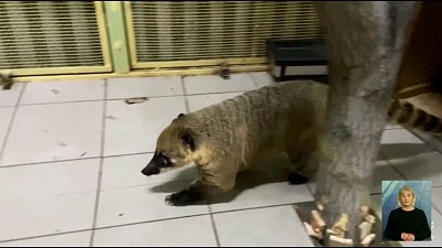 Носухи вернулись в свой старый дом