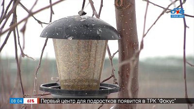 Нужны кормушки в рубрике «Руки садовода»