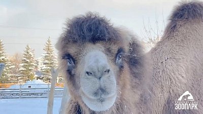 В Челябинском зоопарке показали танцы верблюда Таганая