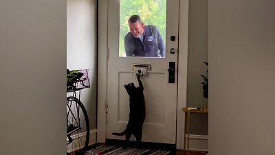 Мех и смех: вкусная трава, опасный лифт и любитель почты