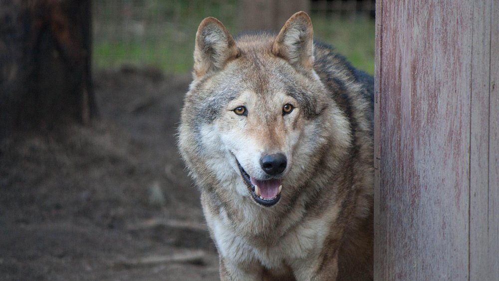 Баскетбольный клуб «Челбаскет» станет опекуном волка из Челябинского зоопарка