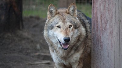 Баскетбольный клуб «Челбаскет» станет опекуном волка из Челябинского зоопарка