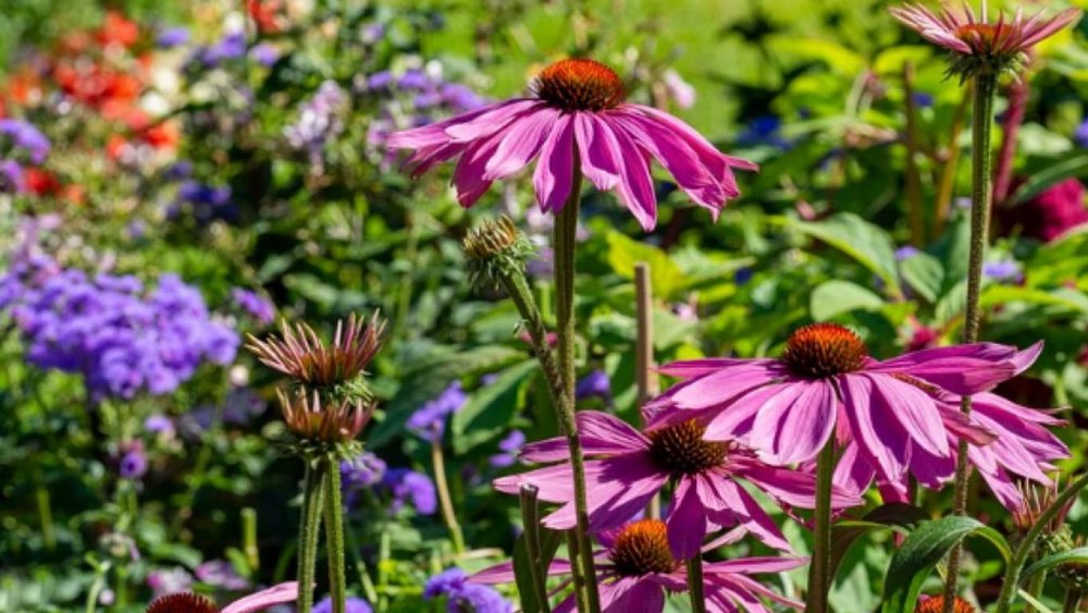Эти природные антибиотики помогут не заболеть зимой