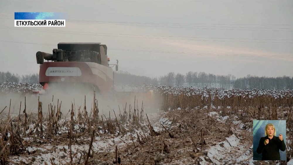 Аграрии показали механизм для уборки подсолнухов