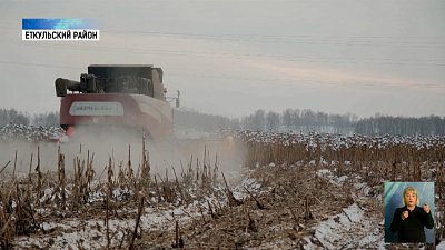 Аграрии показали механизм для уборки подсолнухов