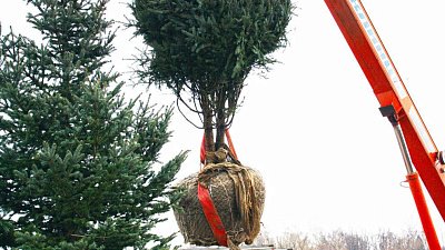 Кассация подтвердила сговор при озеленении центра Челябинска