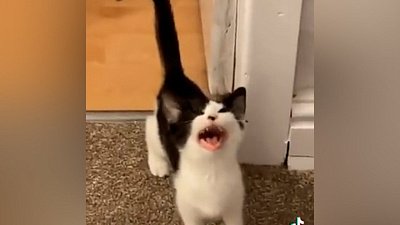 Мех и смех: неудачный прыжок, громкий крик и кнопка включения