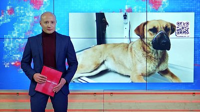 На трассе спасли собаку