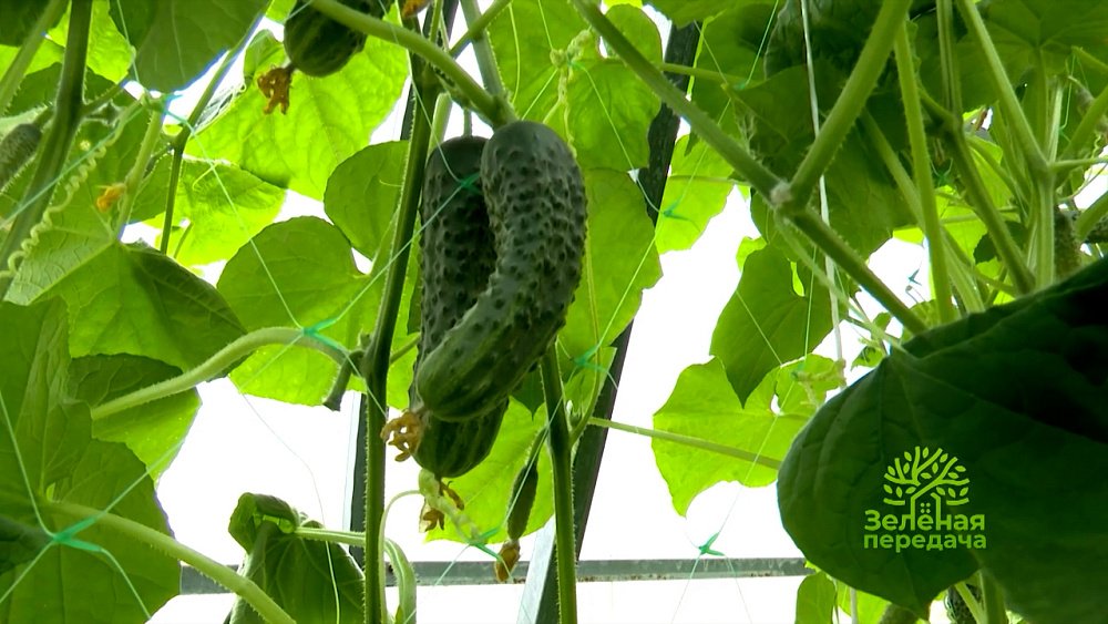 Зеленая передача 08.12.2022