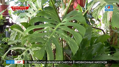 Прекрасные монстеры, а никакие не монстры в рубрике «Руки садовода»