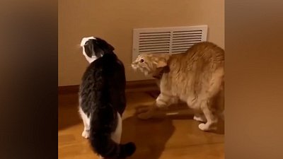 Мех и смех: ловушка, страшный хруст и огромный кот