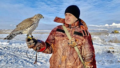 В Челябинской области запустили ястреба для отпугивания ворон и чаек от свалки мусора