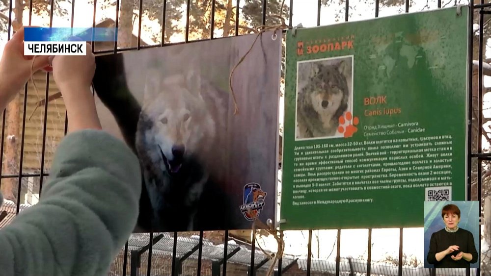 «Челбаскет» взял под опеку волка