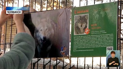 «Челбаскет» взял под опеку волка