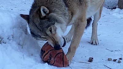 У волка Люка в Челябинском зоопарке появился опекун