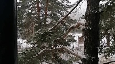 В нацпарке «Таганай» белка и дятел поспорили из-за кормушки