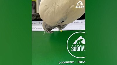 В Челябинском зоопарке попугай Жора показал свой любимый сайт