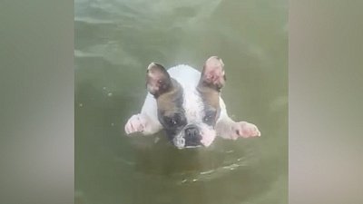 Мех и смех: неприятное падение, пловец и вредный кот