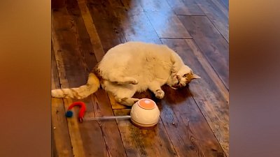 Мех и смех: хороший работник, недолгая прогулка и ленивая игра