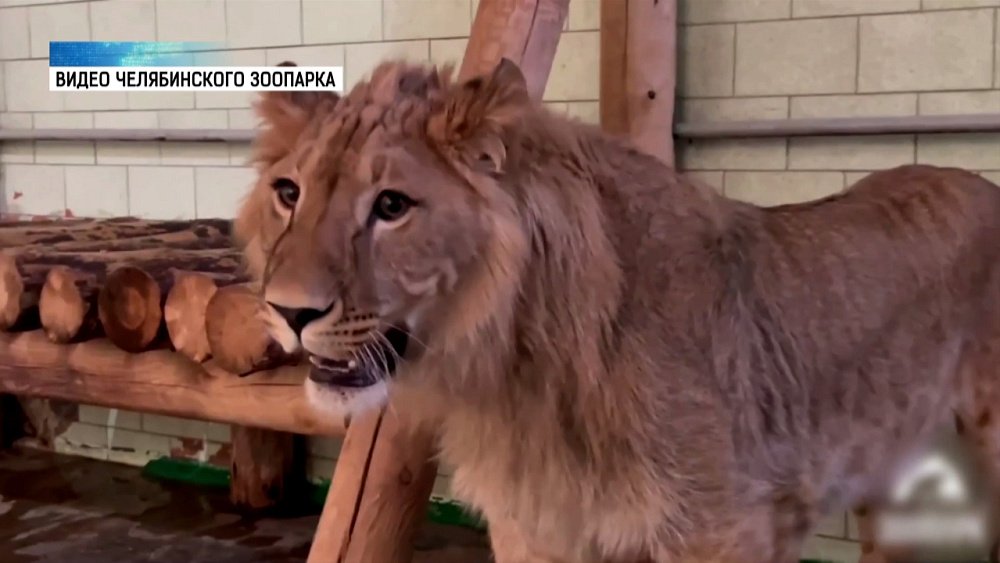 У льва Севы появилась подруга