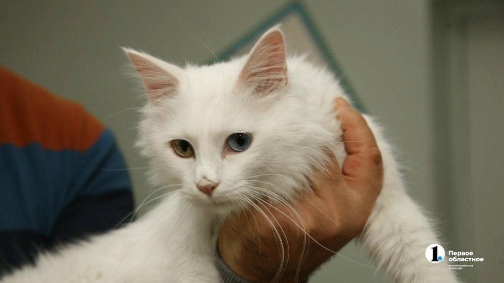 Российская вакцина от аллергии на кошек готова к клиническим испытаниям