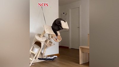 Мех и смех: вредный попугай, затруднительное положение и перекус медведя