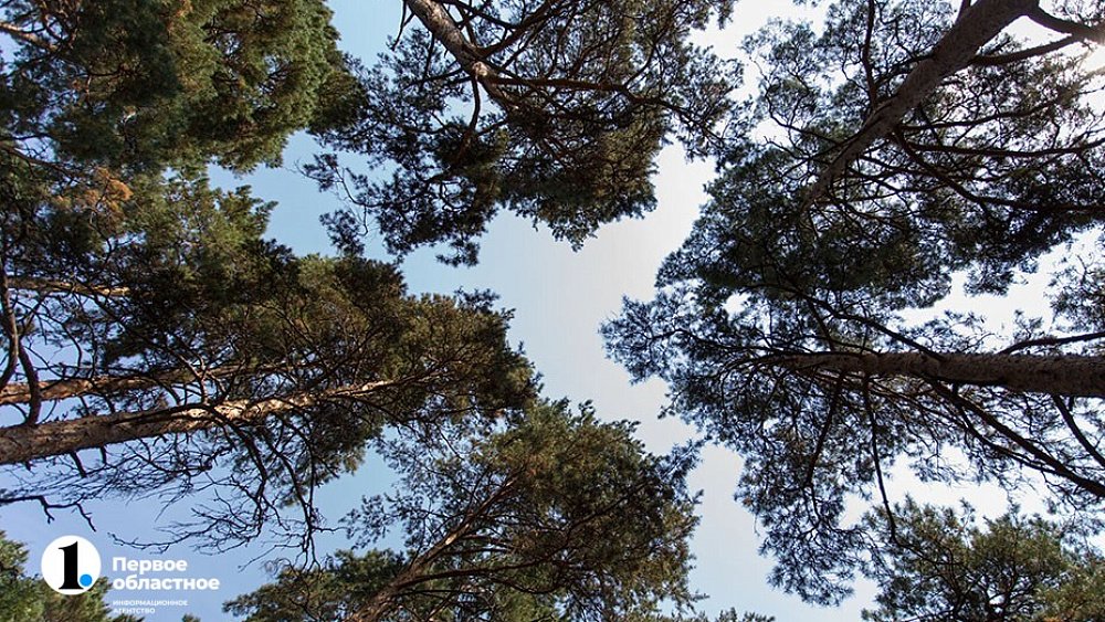 Границы зеленого пояса в Челябинске определит компания из Башкирии