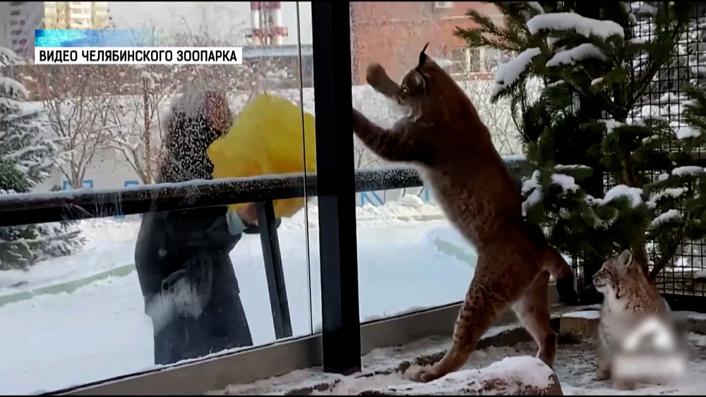 Рысь Персей играет с экскурсоводом