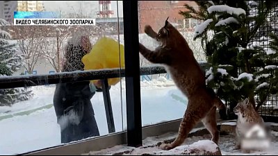 Рысь Персей играет с экскурсоводом