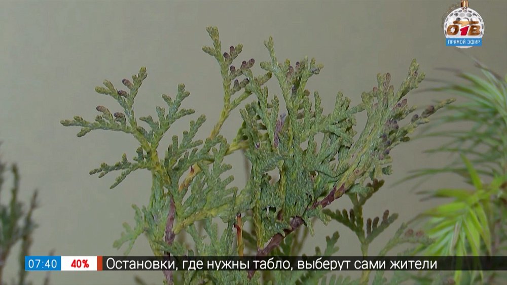 Поздно прислали саженцы? Выход есть! В рубрике «Руки садовода»