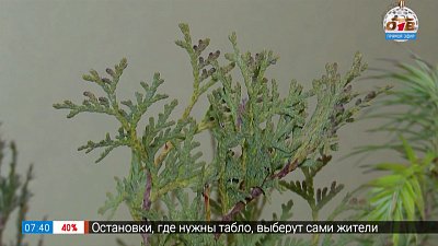 Поздно прислали саженцы? Выход есть! В рубрике «Руки садовода»
