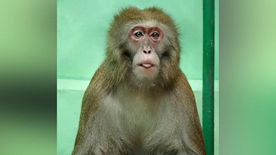 В Челябинском зоопарке зал приматов закрыт на карантин