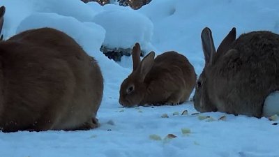 В Кусинском районе сотня домашних кроликов захватила лес