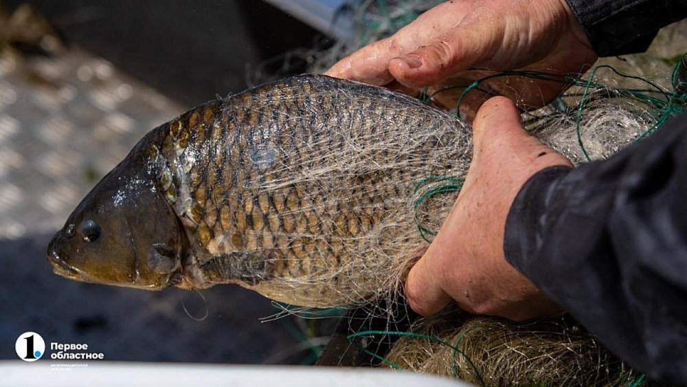 Судьбу промышленной рыбалки на Аргазинском водохранилище решат в 2023 году