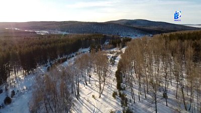 Контроль за лесами Миасса усилен