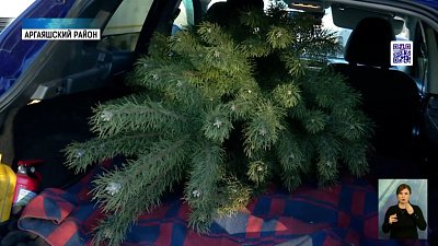 Лесхоз и правоохранители ловят «черных» лесорубов