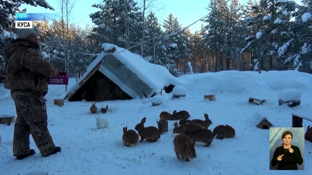 Кроликов разводят в дикой среде